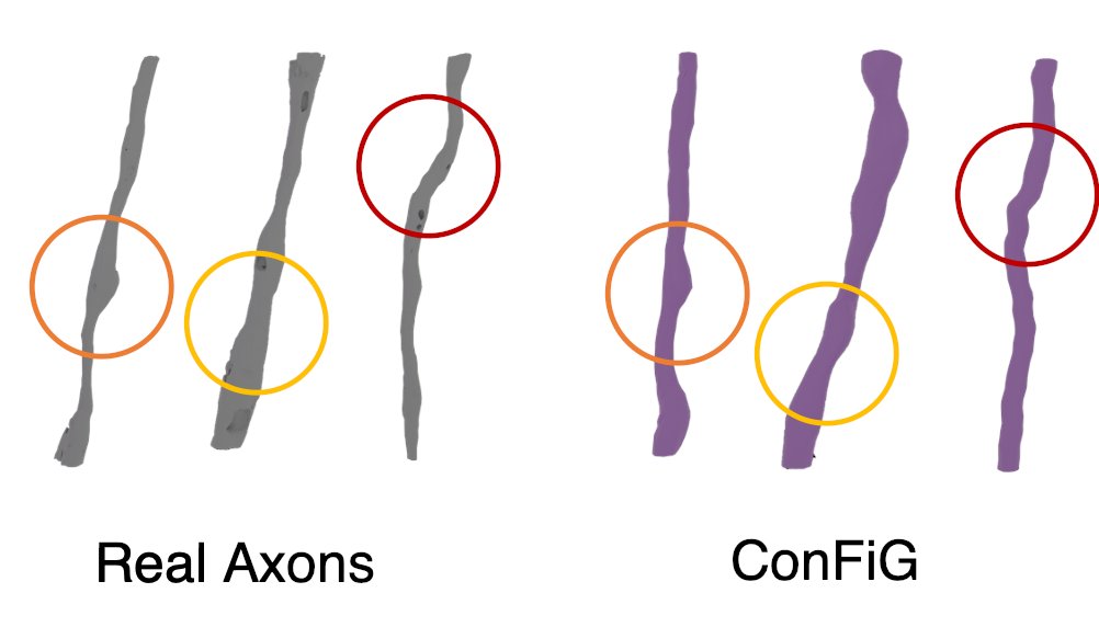 Not only can we generate high density phantoms, but ConFiG phantoms also capture microstructural features found in real axons including fine details like bends and bulges (3/8)