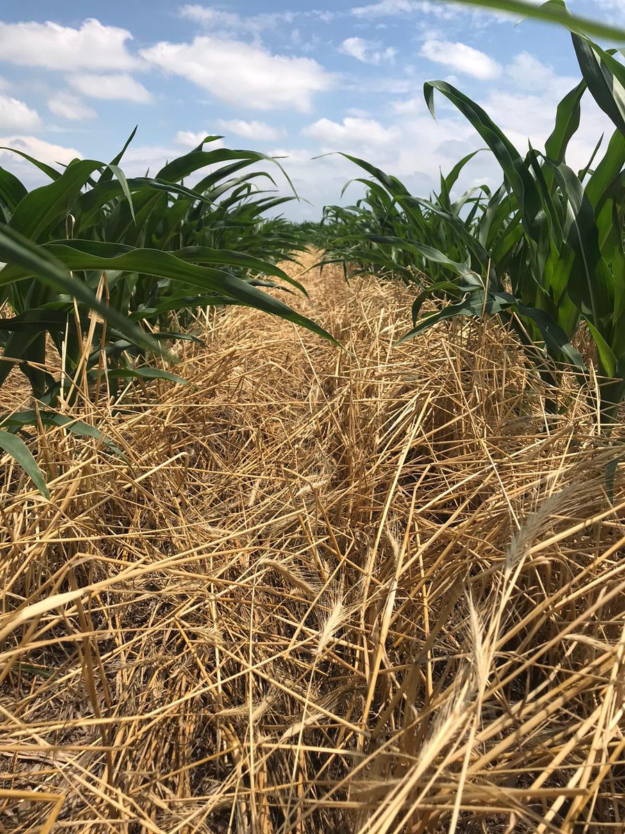 gabiinveninato's tweet photo. Are you a #covercrop fan? I am! Check out this difference: cover crop vs no cover crop 🌱 #Sustainability #agro #thursdayvibes @UNLEntomology @justinmcmechan https://t.co/0WoztBmoO8