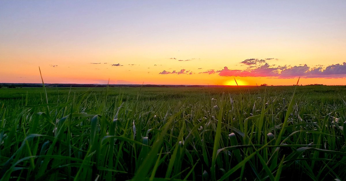 🌞 Sask sunsets can be so radiant. 🔆🌾🍁🇨🇦

#nesask #sasksunset #Kelvington #barley #copeland #malt #july #summer2020 #crop2020 #canadaday2020  #msutterfarmher #msutterfarmlandagent #boyesgroup #agdivision #msutter