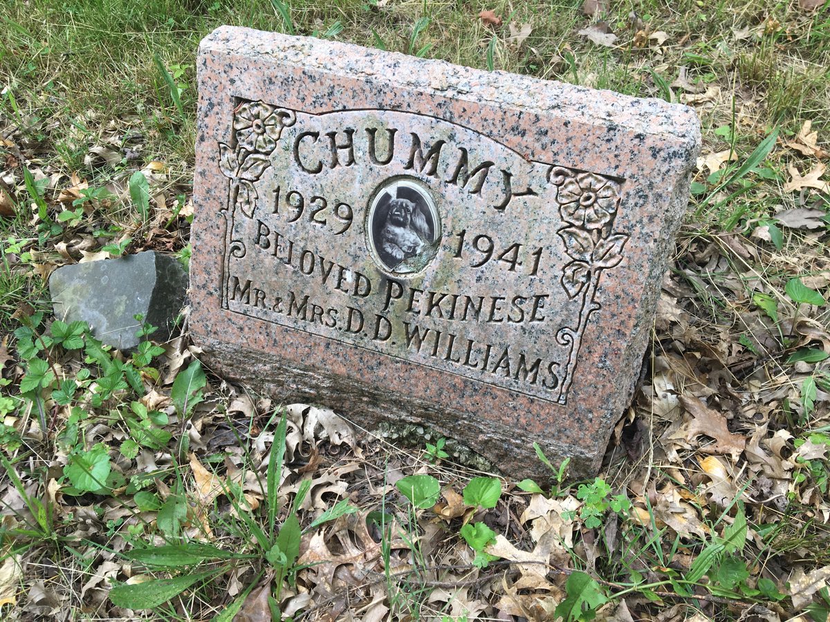 QuotidianWriter's tweet photo. Stephen King's "Pet Sematary" is the only reason I knew pet cemeteries existed. I'd never seen one in person...until a geocache brought me to one.

It feels like a forgotten place, with the owners of these pets likely long passed on, too. But you can sense the love they shared. https://t.co/wANzvW41bC