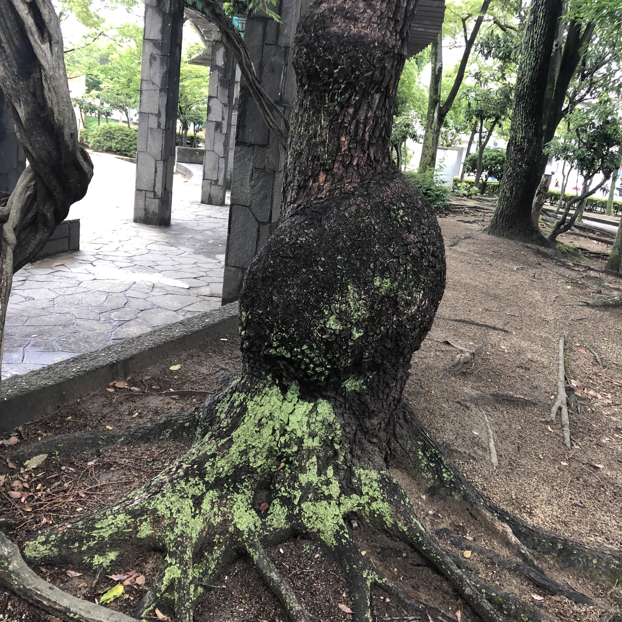 @kusaiyajingoku このぽっこりお腹の木も同じようなことが起きてるんですか？それともまた別の要因ですか？ 