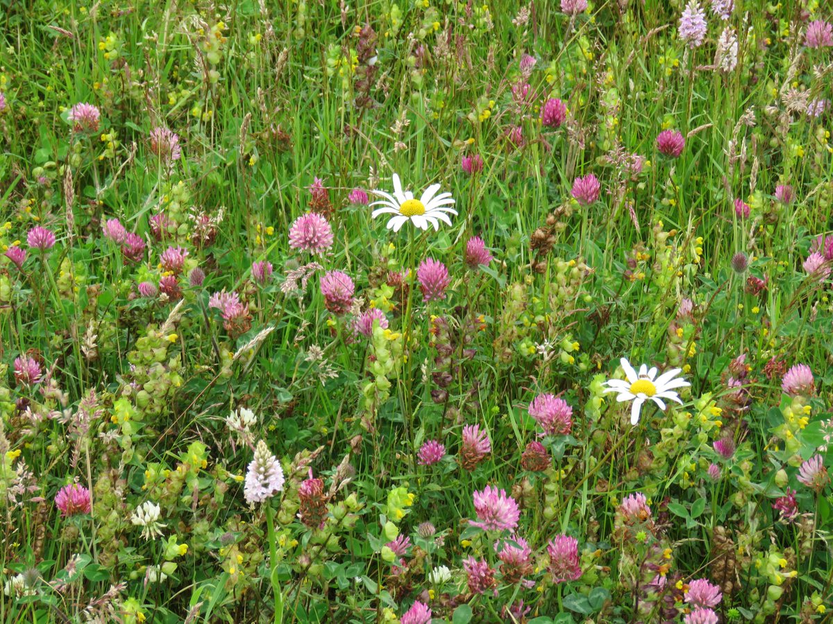 This is my ex silage field. 5 years on. It has exceeded all my expectations, & then some. No need to sow wildflower seeds, they are in the soil waiting for an opportunity to flower.  #Dontmow cut & lift. Reduce soil fertility to create better conditions for wildflowers.