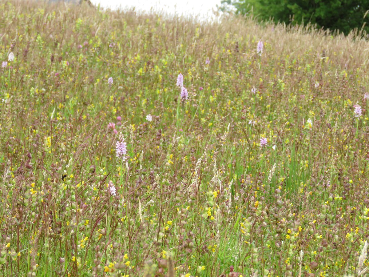 Adding Yellow rattle & cutting hay/silage off every August.Then some light grazing by cattle in Winter.  @wildflower_hour  @Love_plants