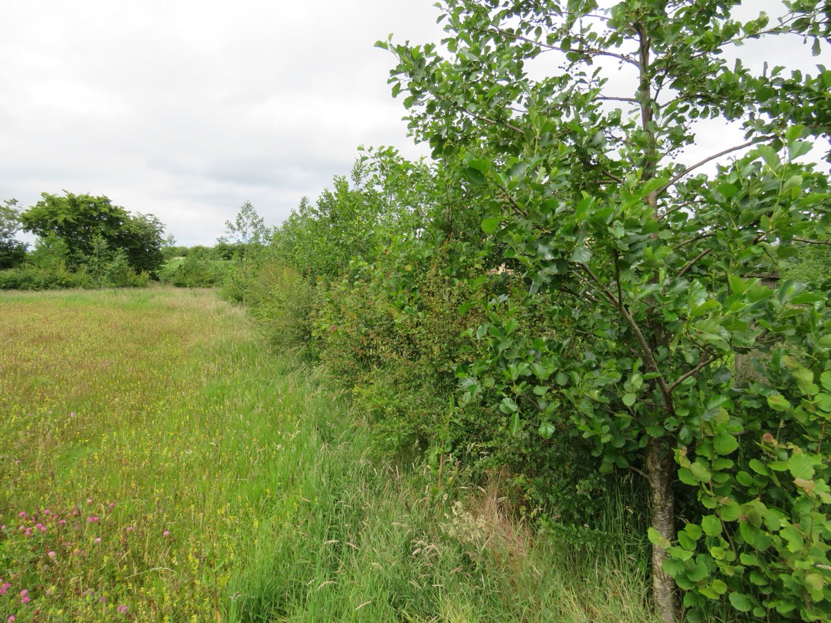 The new  #hedgerow full of flowers & berries. This is what gives me hope on the days when all around me I see destruction of habitat.  @BCNI_  @PollinatorPlan