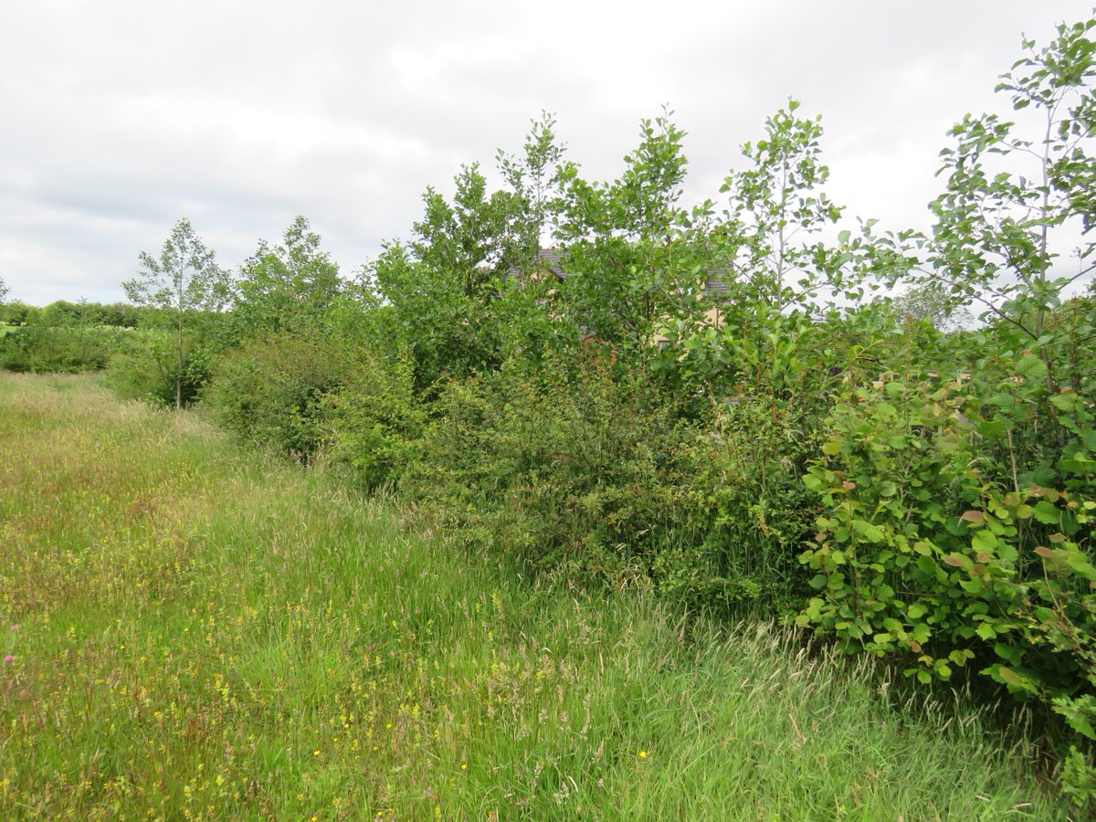 The new  #hedgerow full of flowers & berries. This is what gives me hope on the days when all around me I see destruction of habitat.  @BCNI_  @PollinatorPlan