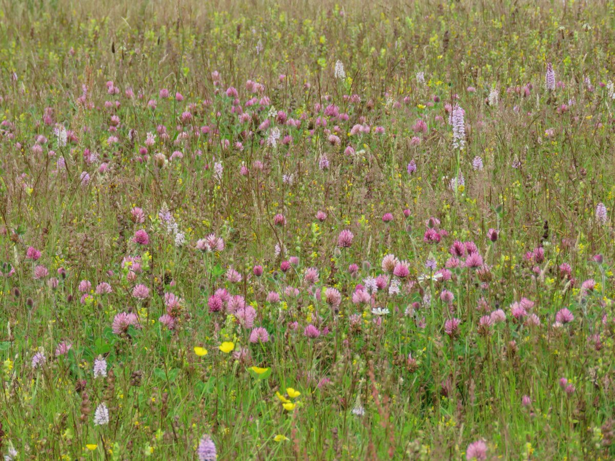 So many Common spotted  #orchids So many  #invertebrates  #butterflies  @BuglifeNI