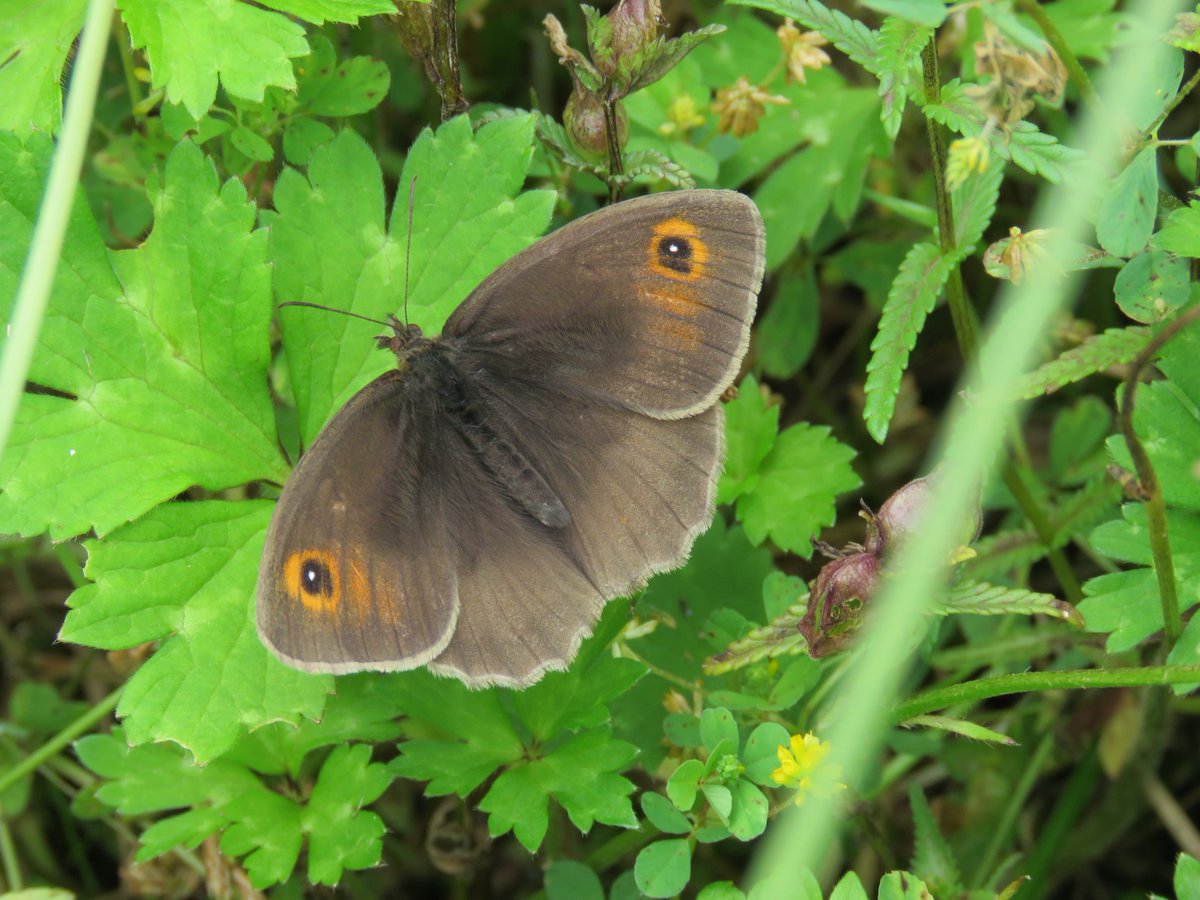 So many Common spotted  #orchids So many  #invertebrates  #butterflies  @BuglifeNI