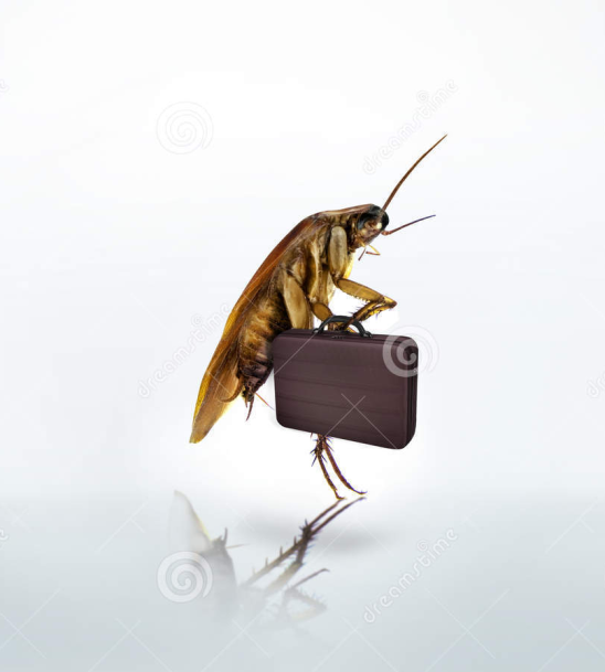 CockroachTo's tweet photo. well, off to work https://t.co/yrPnBDRxe3