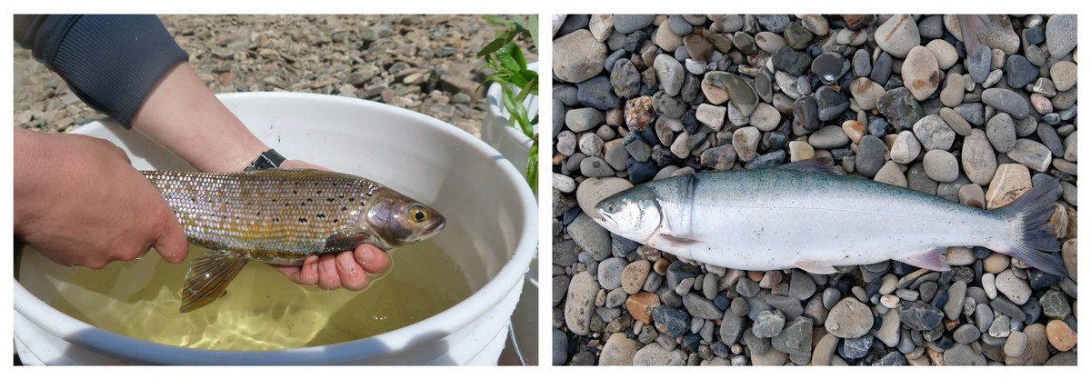 We found that northern stream fish diversity and abundance may be benefitting from warming, while results were more varied for individual species. In particular, northern-adapted species appeared the most vulnerable to ongoing climatic changes. (2/6) Credits: L. Tran & T. Loewen