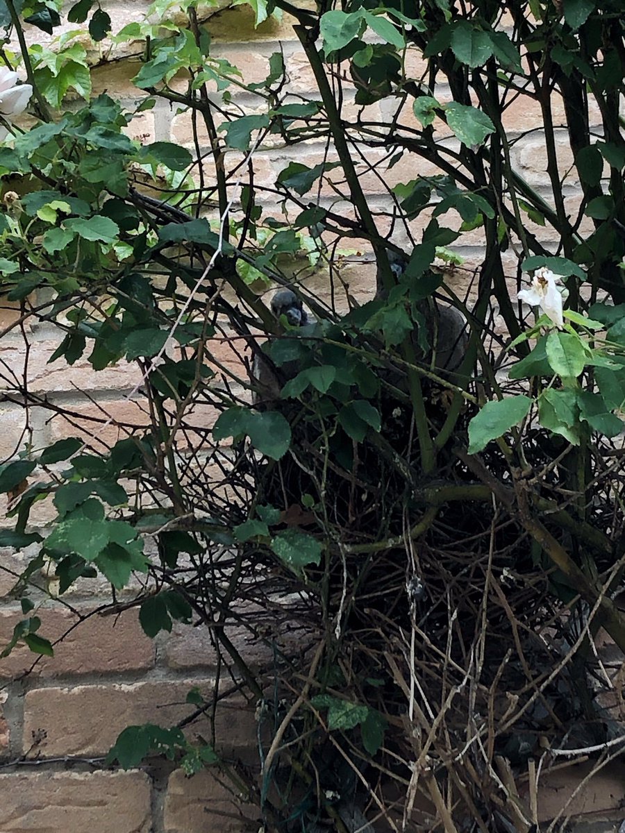 Tiffypox's tweet photo. Every time I go in the garden I get looked at by these two.. of course I say hello 👋🤣 @SIBirdClub #BirdWatching #HumanWatching #Wildlife #BabyPigeons #GardenView https://t.co/hUHYkUXyC9