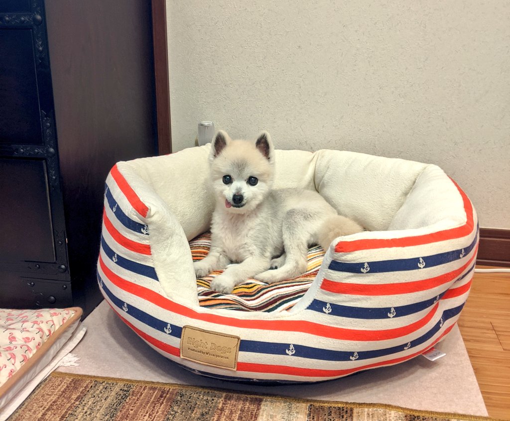 sathihwa's tweet photo. Good night💤
#AdoptDontShop
#MissingWarsaw https://t.co/VwX8aI8Aa3