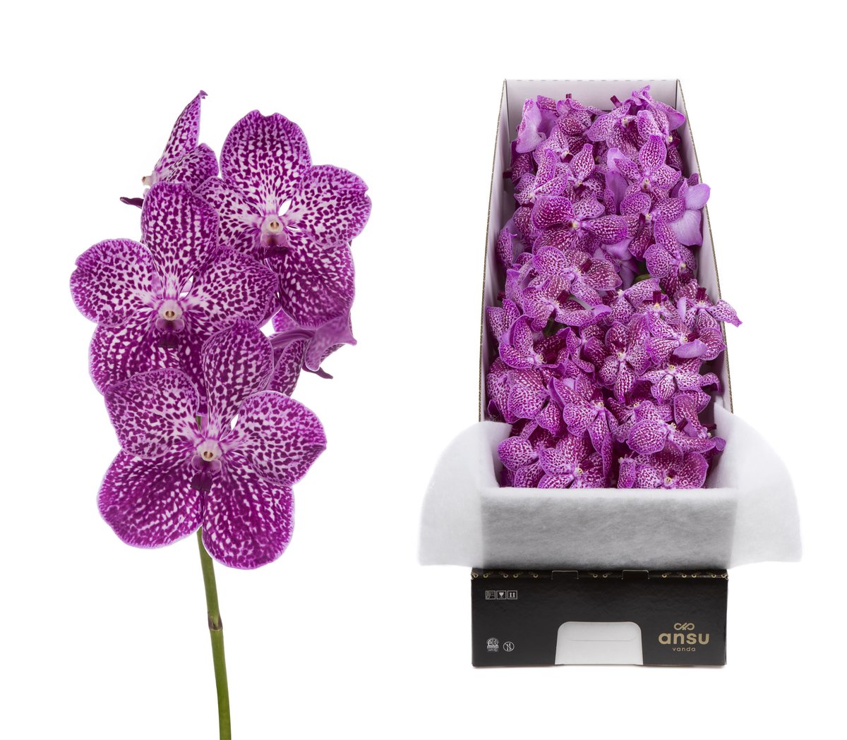 ANSU | What do you think of this variety? Vanda Sunanda Lipstick is a variety with a long lifespan which is available both as a cut flower and as a plant.