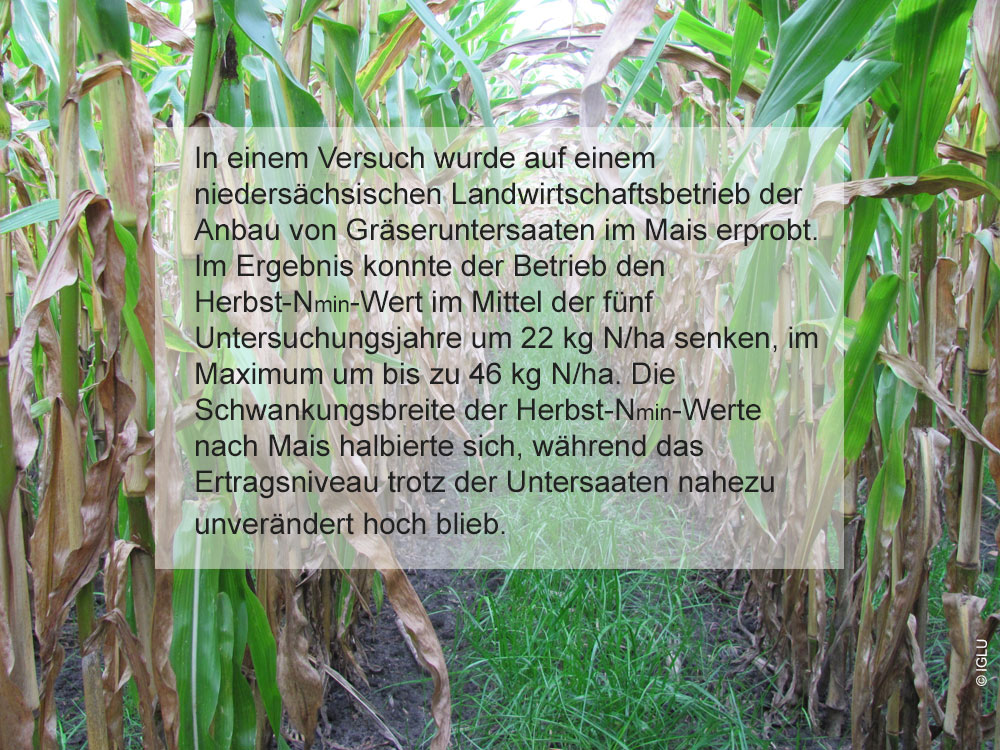 FNR_eV's tweet photo. #Gewässerschutz im #Energiepflanzenanbau - aufgezeigt an Versuchsergebnissen - erweiterte Neuauflage erschienen: https://t.co/MKkSs7RfIe 
Welche Maßnahme bringt welche Reduktion beim #Nmin? Wie entwickeln sich die Erträge? #Dauerkulturen, #Gärproduktevermarktung u.v.m. https://t.co/B4PNb2eTNe
