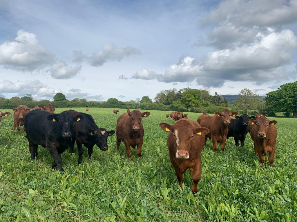 PrecisionGraze's tweet photo. First-year grazing @stabiliserjames steers at James Hughs organic, arable farm in Shropshire. 60 steers over 30 ha Herbal Leys, average gain of 1.83kg/day over 85 days. Max gaining 2.32kg/day, worst performer gaining 1.18kg/day. Soil, plants, animals and people doing a great job! https://t.co/Ow8P38gEWe