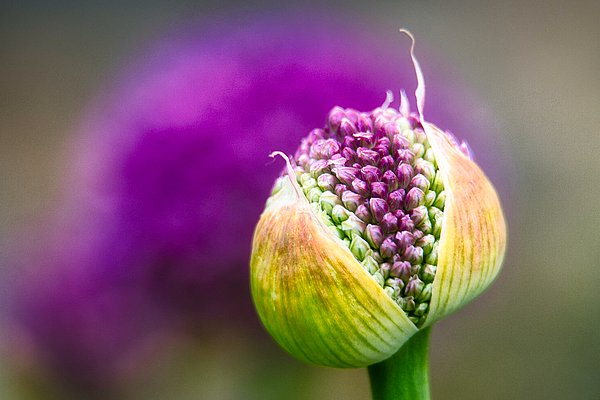 slitoff's tweet photo. New artwork for sale! - "Allium Starting to Bloom" - https://t.co/VDj5qqDNXZ @fineartamerica https://t.co/c676hC0wKv