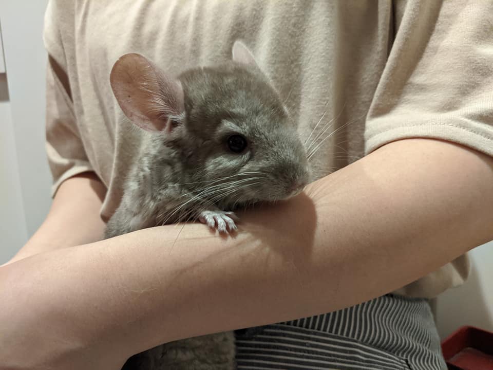 フクロウ とハリネズミ のカフェ オウルドベース Owl Cafe 猛禽屋 西日本 チンチラベビー シナモン入荷しました 今週は可愛い子揃い4匹でお迎えお待ちしております 詳細はブログで T Co Cndzzl7wx0 チンチラ チンチラカフェ 販売 フクロウ とハリネズミ のカフェ オウルドベース Owl Cafe 猛禽屋 西日本 チンチラベビー シナモン入荷しました 今週は可愛い子揃い4匹でお迎えお待ちしております 詳細はブログで T Co Cndzzl7wx0 チンチラ チンチラカフェ 販売