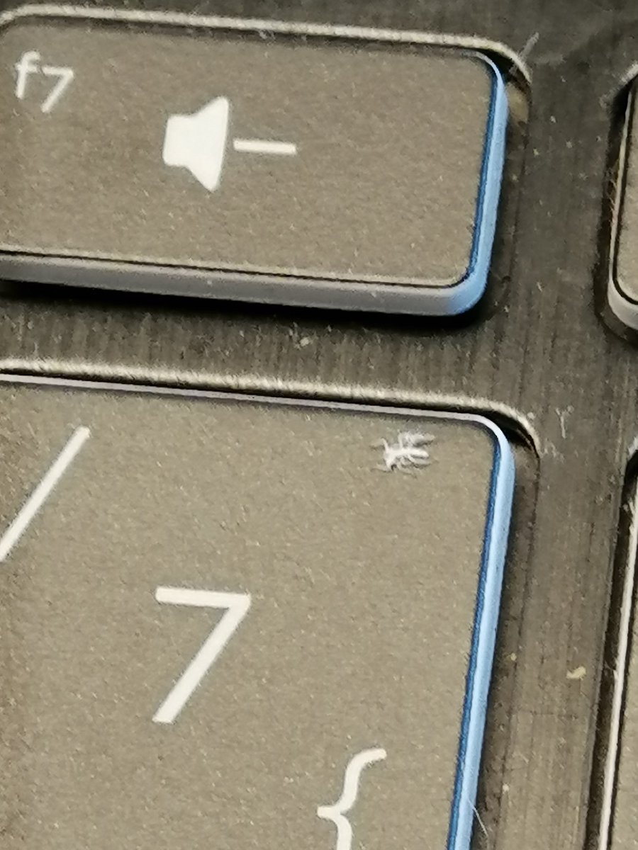 uqurcamli's tweet image. Gözümle gördüğüm en küçük böcek buydu galiba!! #böcek #böcekler #insect