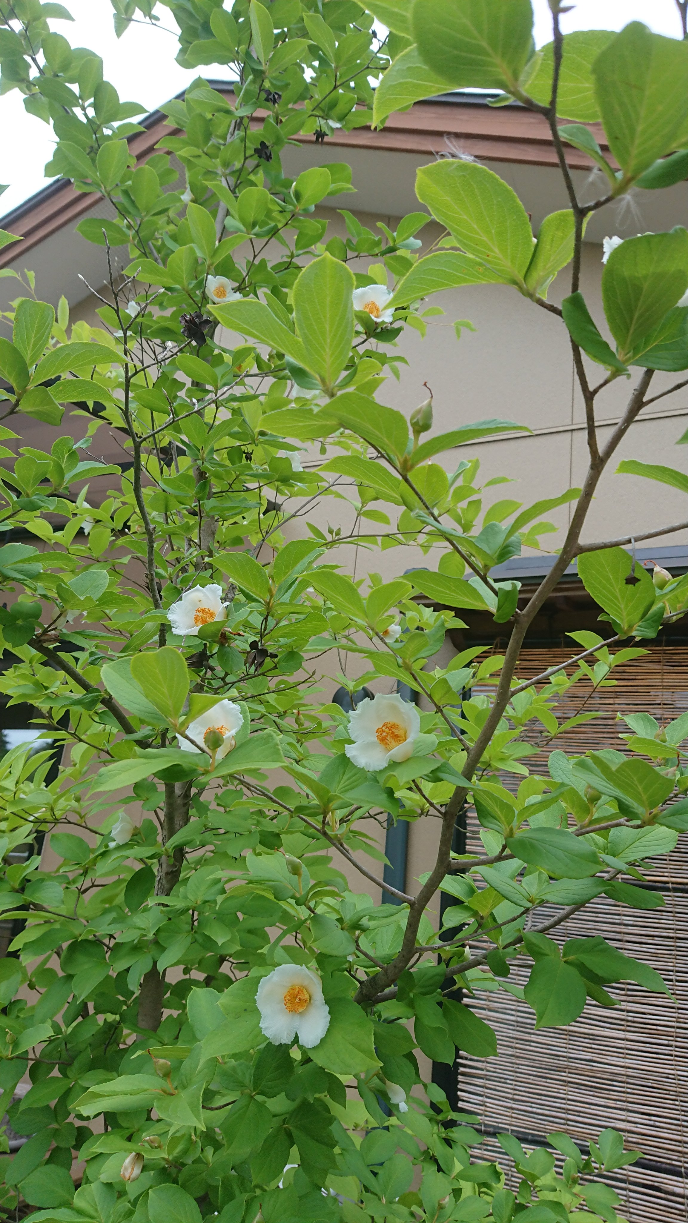 Konayuki 梅雨のこの時期 我が家に咲く花達 紫陽花 夏椿 シャラの木 庭の花 紫陽花 夏椿 シャラの木 梅雨 T Co 0qe7ypc0bg Twitter