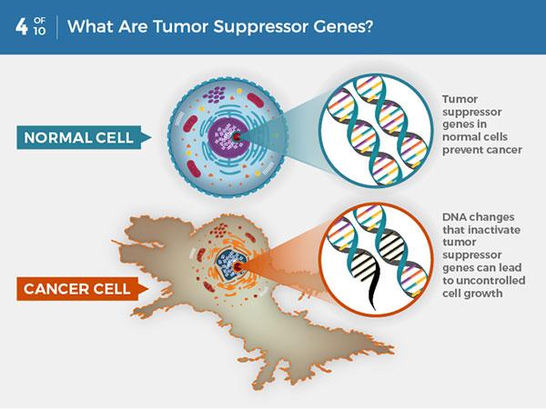 Perubahan genetik yang terjadi pada sel memengaruhi tiga tipe gen utama yg mengontrol seluruh kerja sel 1. Proto-onkogen (sdh dijelaskan sebelumnya)2. Tumor suppressor genes3. DNA repair genes