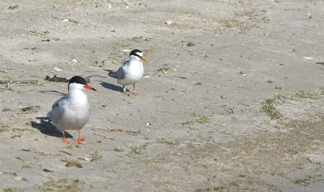 Op 2 juni ringde Sander deze #dwergstern op de Slikken van Flakkee. Op 25 juni maakte Maarten een foto van dezelfde vogel op het eiland Bliek. Mogelijk is zijn nest overspoeld en is hij verhuist naar het #Haringvliet voor een tweede poging.