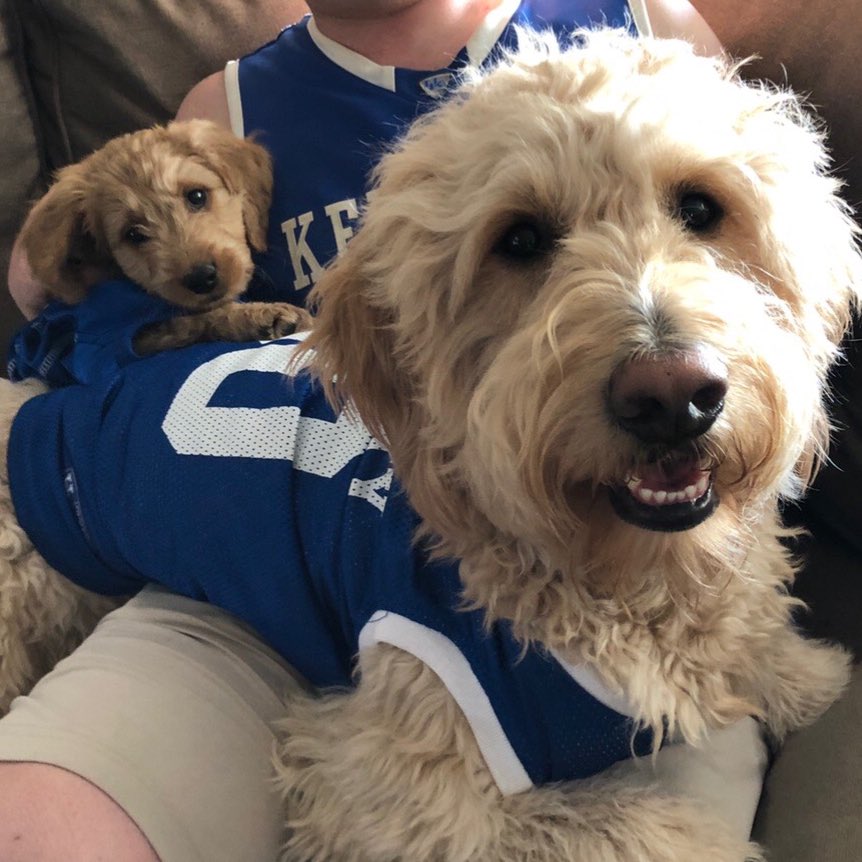 celynch91's tweet photo. @MrsTylerKSR Demarcus โBoogieโ and little brother puppy Benny Snell Yeah pre and post cayuts game. #RuffLyfe #caytsby90 https://t.co/zFFD8wQgB4