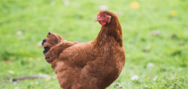 The Rhode Island Red is a classy hen. Look how red! They lay lots of eggs and are cute. 10/10