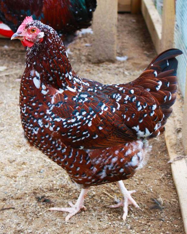 This one has speckles! It's a Sussex chicken, apparently a fashion model of the chicken world by the looks of it. It also lays a lot of eggs.