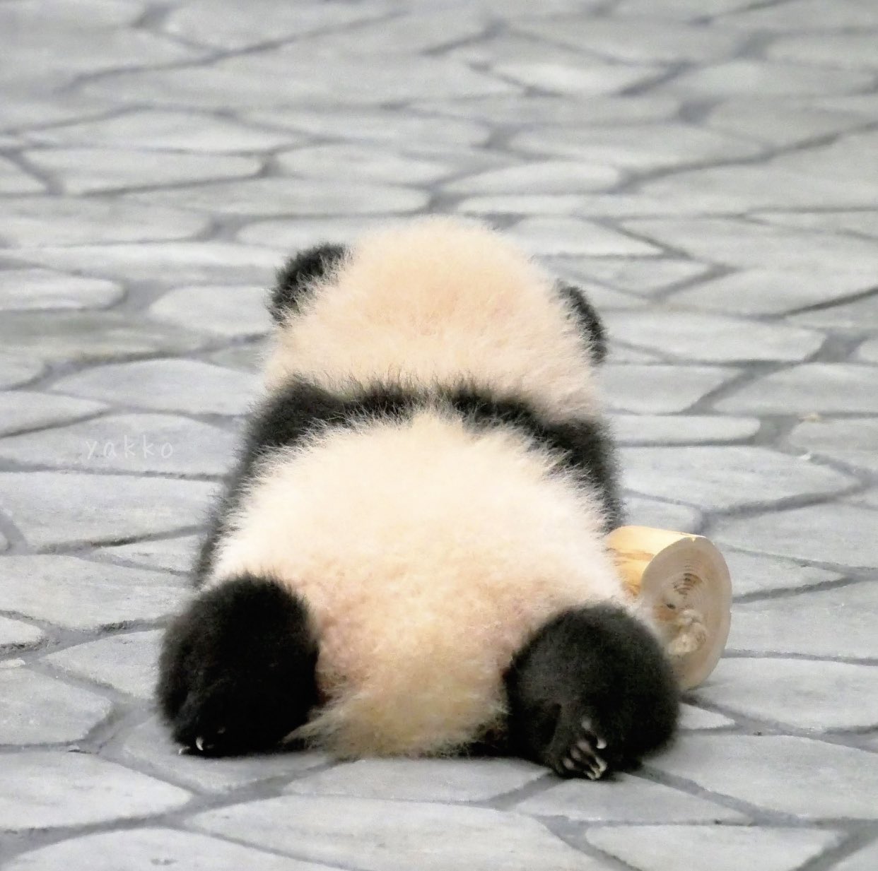 赤ちゃんの後ろ姿って本当可愛い 話題の画像がわかるサイト 赤ちゃんの後ろ姿って本当可愛い 話題の画像がわかるサイト