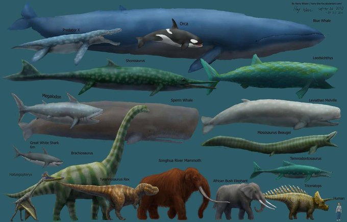 Rainmaker1973's tweet photo. Dinosaurs were big and some prehistoric animals were huge, but the blue whale is not only the largest animal in existence, it is also the largest known animal to have ever existed https://t.co/SoETcz1LG0 [source of the image and credits: https://t.co/qrfgZZeNbR] https://t.co/9G3634Nb79