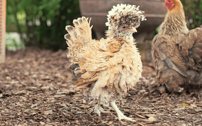 Oh. No. It got better, This is a Polish Frizzle Bantam. The name kind of sounds like an obscure mixed drink that would get me absolutely smashed. I love this chicken so much 11/10
