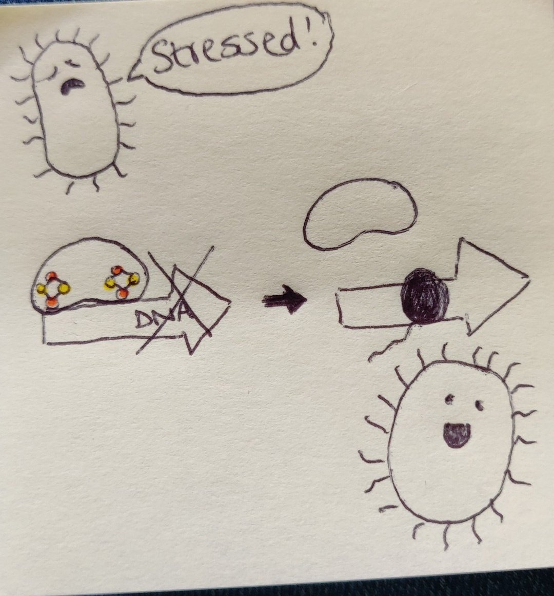 _lizzie_gray's tweet photo. My PhD looks at proteins that have iron and sulfur in them (orange and yellow dots) that change protein expression to help bacteria to adapt to stress 🦠
#PostItNotePhD #phdchat
@samfrowe @NRPBIODTP https://t.co/CNRWeJIDAQ