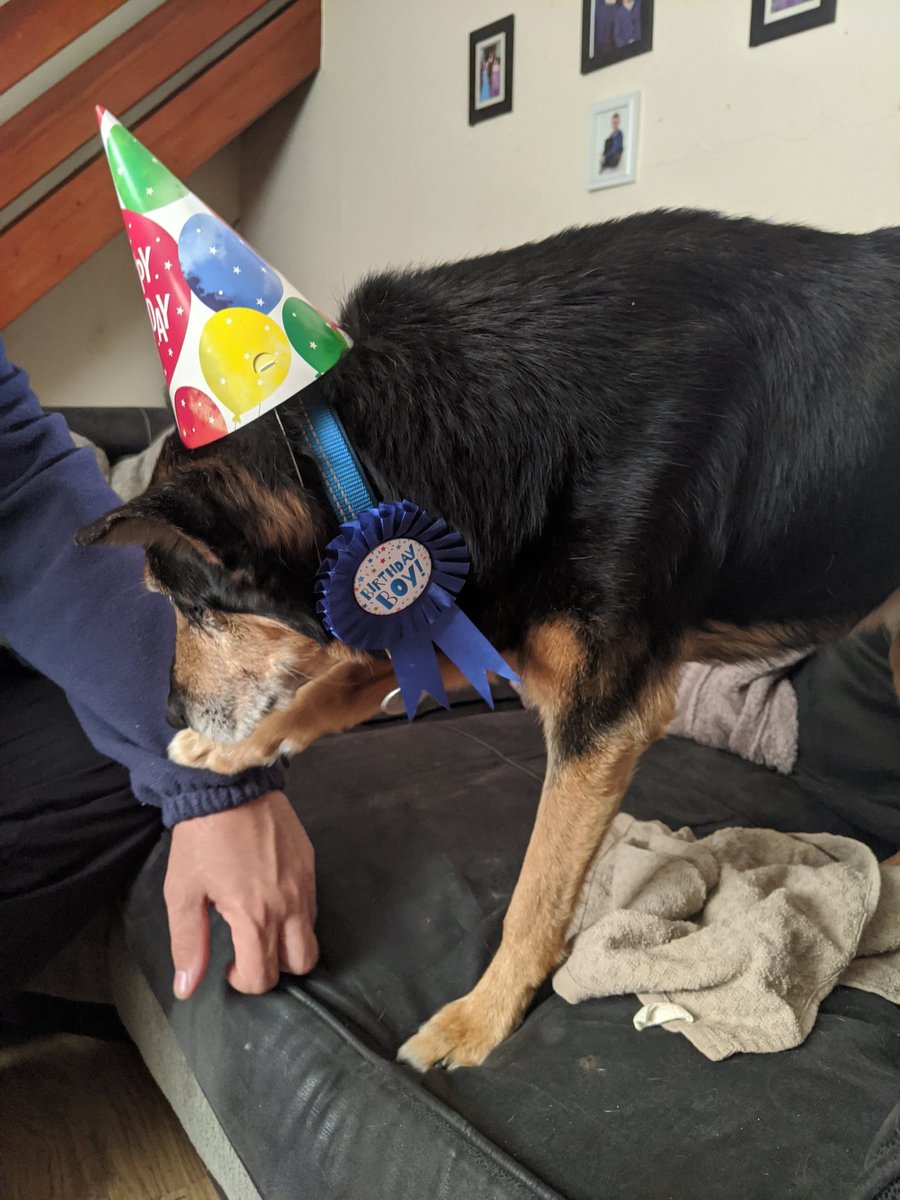 RaisingCain20's tweet photo. It's my birthday! 20 years old! #birthdayboy #dogsoftwitter https://t.co/IE57KX83oj