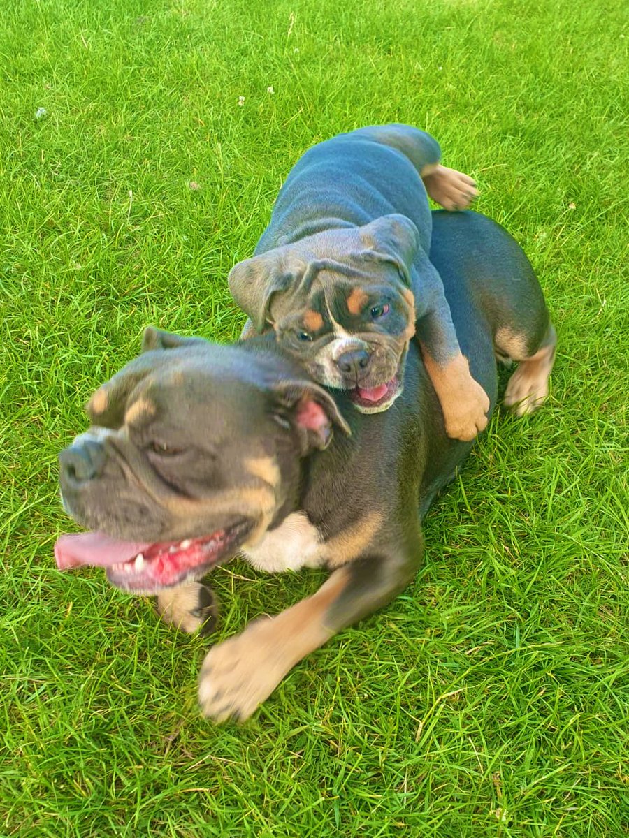 BullyCheeto's tweet image. I just love jumping on my momma’s back 💚 playtime please 🐾 #cheeto #oldeenglishbulldog #oldeenglishbulldogg #PuppyPlay #puppylove #PuppiesOfTwitter #puppiesofinstagram #Bulldogs