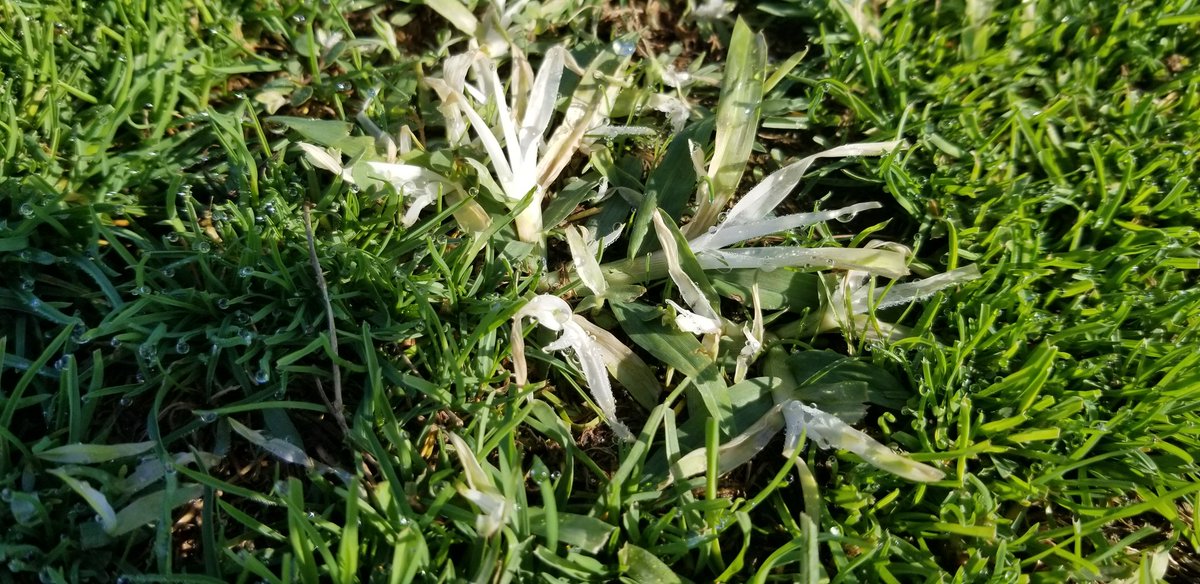 msousek2's tweet photo. Goosegrass doesn't stand a chance against Pylex.  Had to spray research plots of fairway annual bluegrass  to rid of this troublsome weed so it doesn't effect clipping yield. UNL TURF https://t.co/dFRXn5xUlY