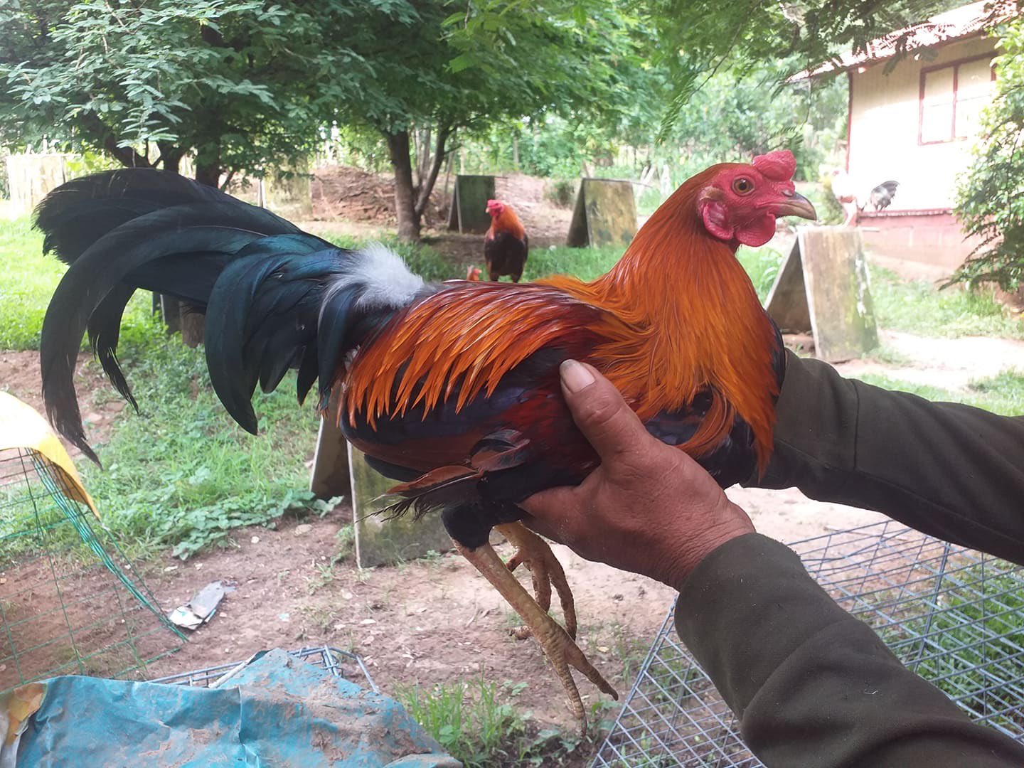 Rcaa Prime Gamefarm Primercaa Twitter