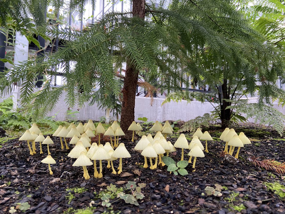 植木鉢のきのこ コガネキヌカラカサタケ Togetter 植木鉢のきのこ コガネキヌカラカサタケ Togetter