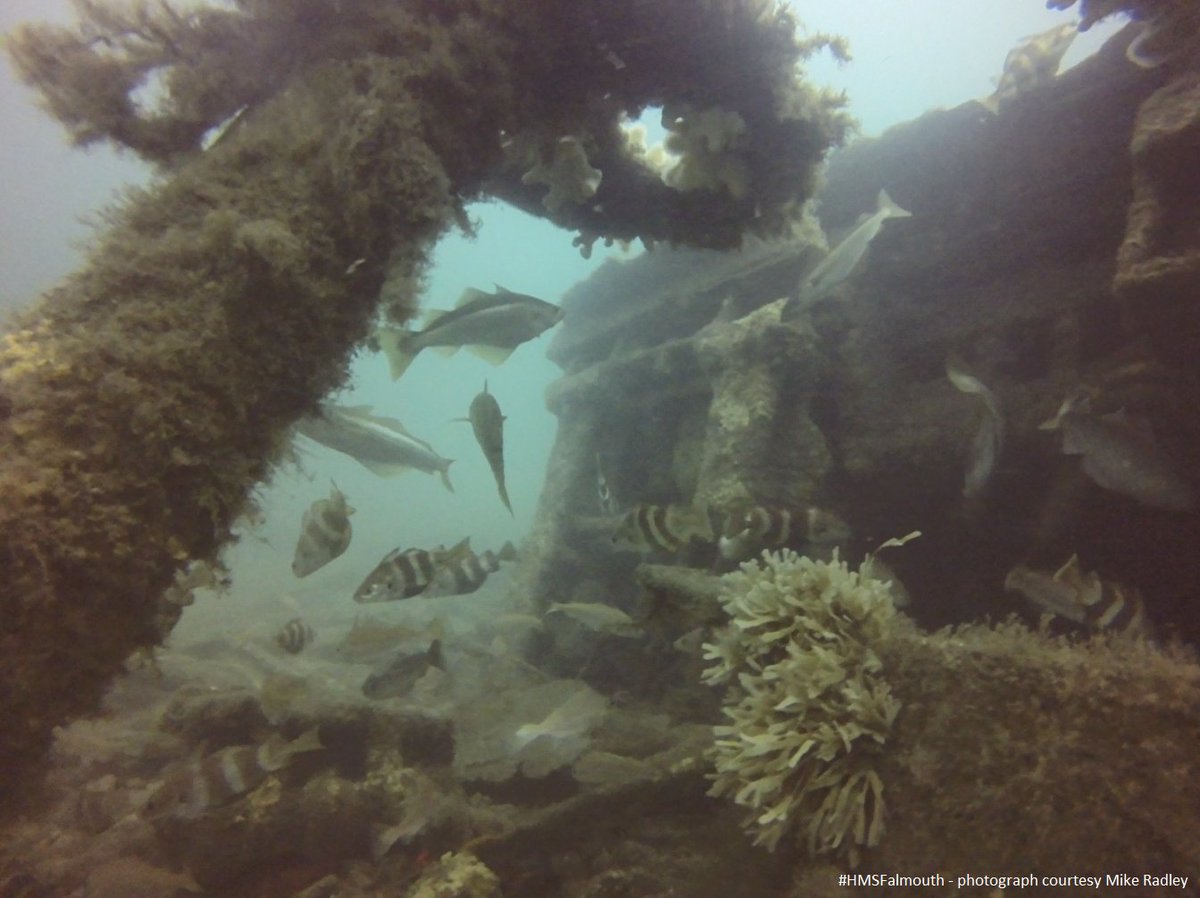 18/20 Today, steel shipwrecks continue to shape the marine environment and the livelihoods that depend upon it. As inadvertent artificial reefs, shipwrecks provide habitats that are important for nature conservation, sea angling, recreational diving & commercial fishing.  #SWOS20