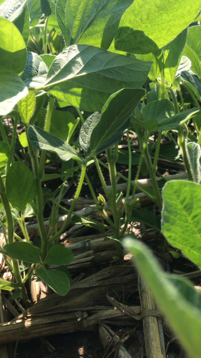 I’m always jealous of how nice a job row units do on soybeans. Intro variety PS0779XRN look absolutely beautiful in Leeds County! #PRIDEinMyField
