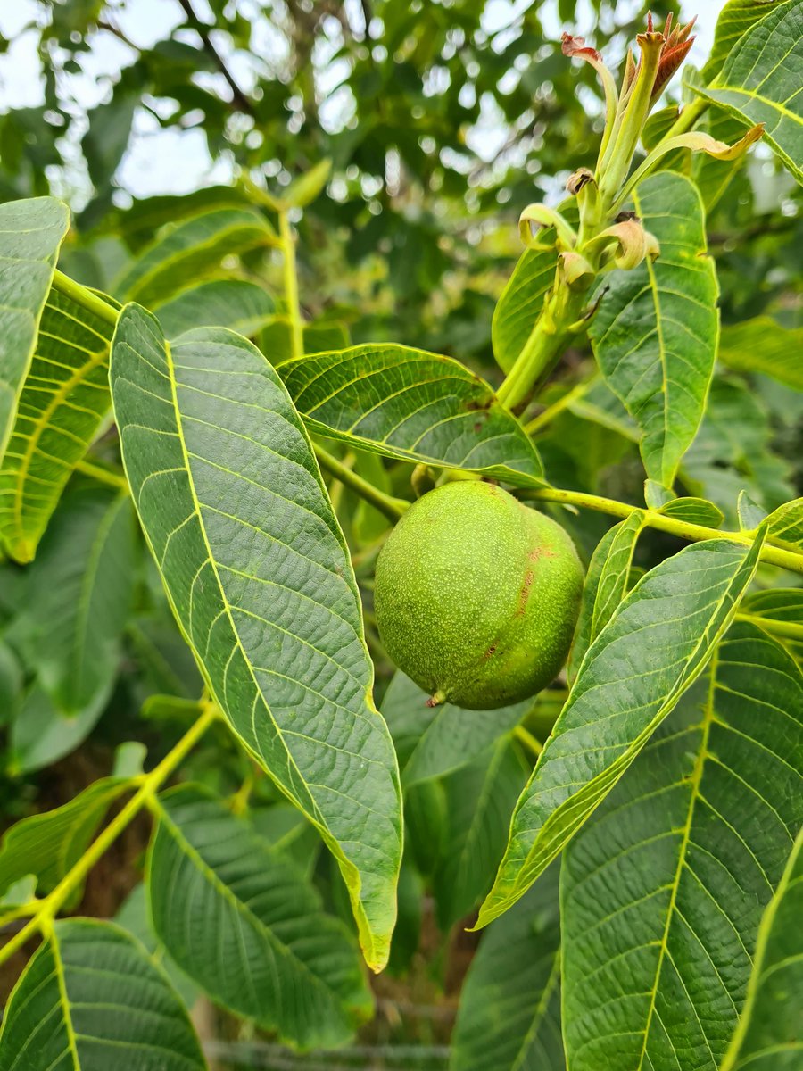 Wonder if we get a chance to harvest any of our walnuts this year before the #wildlife does!