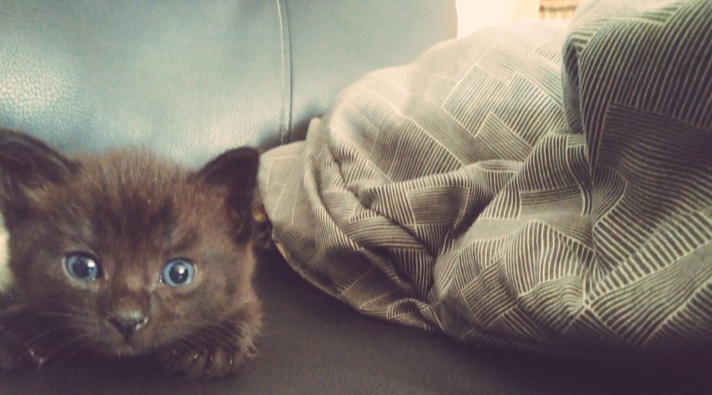 👑❤ #kittens #CatsOnTwitter