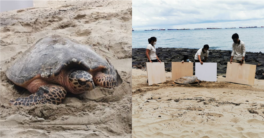 Mothership Sg A Twitter Critically Endangered Hawksbill Turtle Arrives To Nest At East Coast Park But Fails To Find A Sweet Spot Https T Co Xgmeu93nwk Https T Co Iuklrhchoz