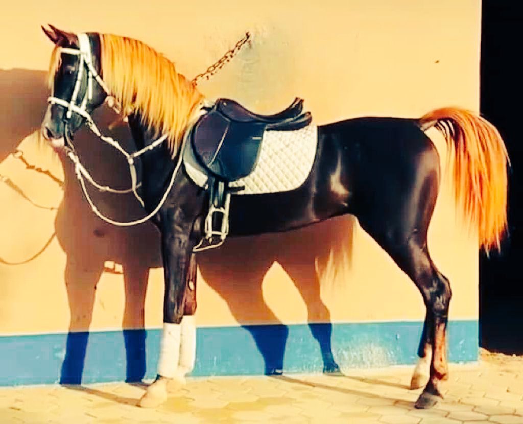 bin_sahoub's tweet photo. ينزل  مقام  الرجل  لاكثًّر الهرج
ويرفع مقام الرجل قل الهروجي
قفل على هزال المواضيع بالدرج
وحذرالسانك بالمجالس يموجي
من شدبطان الخيل ماماله سرج
ثابت لايمكن من ظهرها يروجي
مايوهق الخيال بالموقف الحرج
ويفتح عليه من الخطايافجوجي
٠
سعد بن سحوب https://t.co/HcD6aNmorn