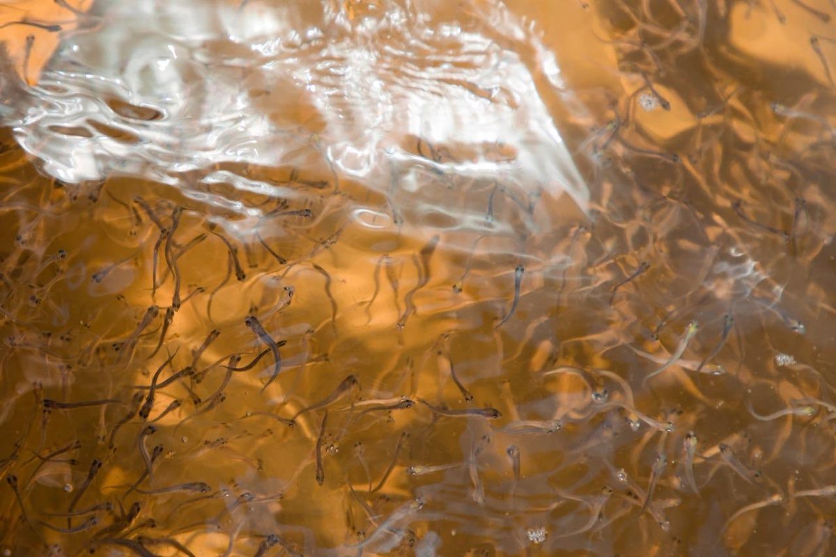 #LUKOIL continues to carry out its program of artificial reproduction of water bioresources aimed at restoring populations of high-value fish species. Millions of fingerlings of sturgeon, muksun, carp and peled are released into Russian rivers every year.