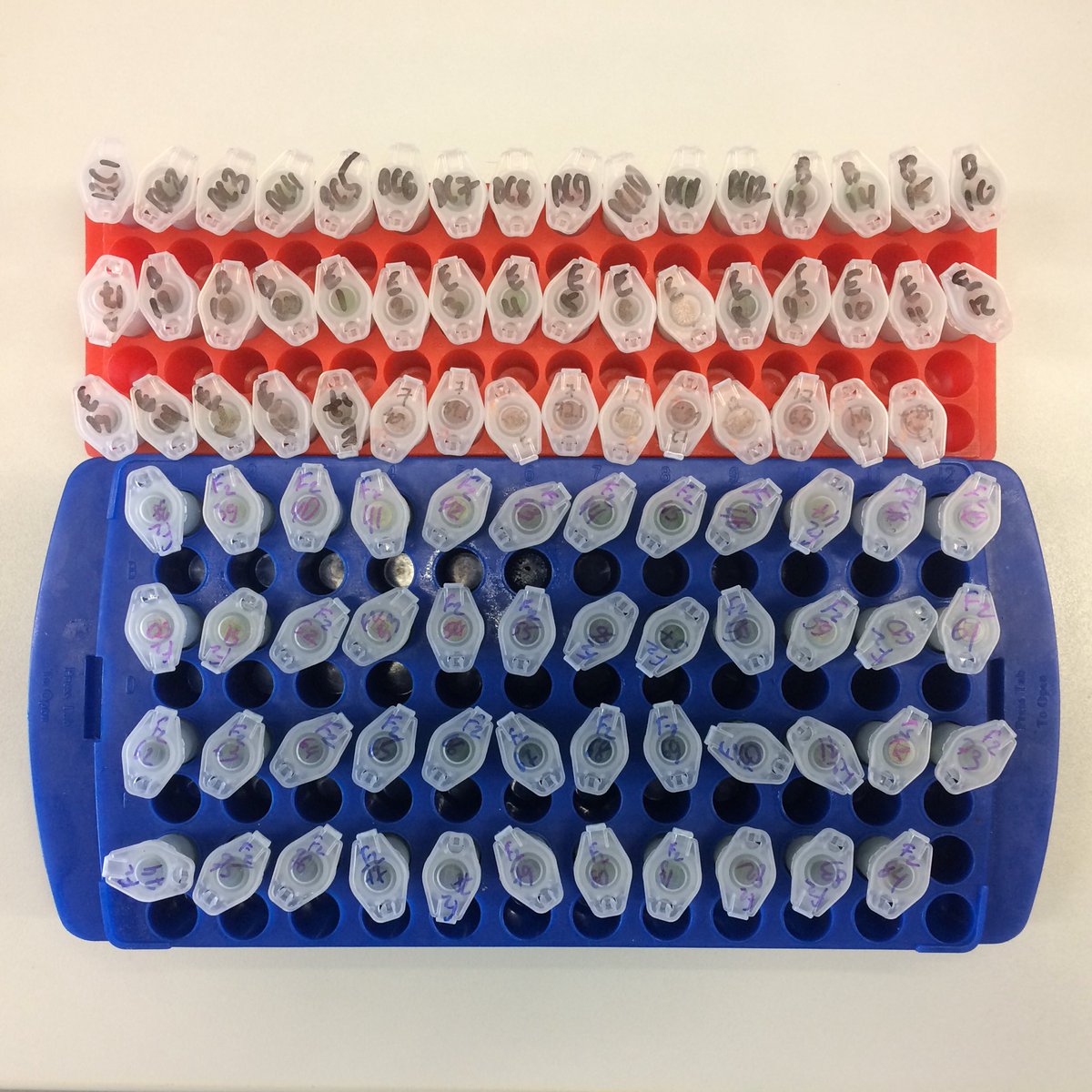 Kirill Schenstniy (@k_schenstniy) on Twitter photo New dose of samples for genotyping... fun! New dose of samples for genotyping... fun!