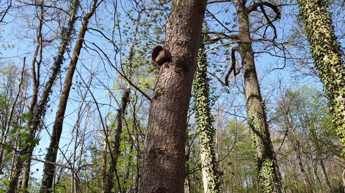 fold_AI's tweet photo. In February, we have deployed our second forest monitoring iot sensor network, this time in Germany.

The sensor nodes are still streaming data to our servers, and they will continue to do so for the next few months. Next time, we are shooting for years. Stay tuned! https://t.co/BIA7APHYD8