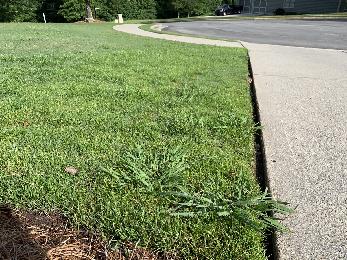 HK_Pro's tweet photo. @TruGreen After three years of service with TruGreen I have a yard full of Dove Weed and Dallas Grass. I have asked for someone to come out and look at my yard on June 8th and they can’t be bothered to show up. Don’t waste your money their service is a joke. https://t.co/G1544kmx97
