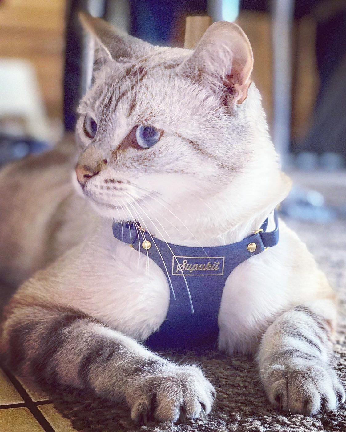 Supakit hotsell cat collar