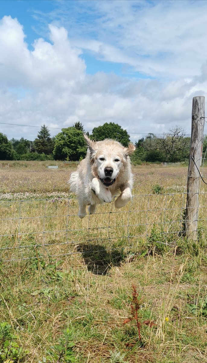 HappyDogsRDG's tweet photo. Simba's owner didn't even recognise their own athletic boy when I sent them this photo today 😂
#happydogs #dogsoftwitter #dogwalkersoftwitter #lifeofadogwalker #dogwalks #dogwalkeradventures #dogwalkersberkshire #dogs 
#dogwalking #dogwalkinglife #dogwalk #dogwalkerlife https://t.co/nvKORfcxV1