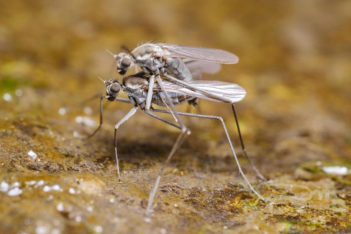 Mouuuusa シブキバエの交尾と産卵 あとで動画も