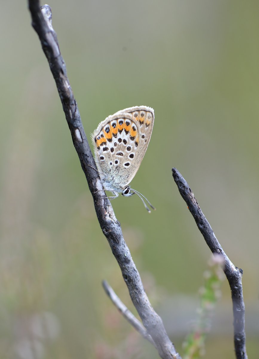 Nice drive out to East Hampshire this morning to find this beautiful little lady, a female Silver studded blue :)